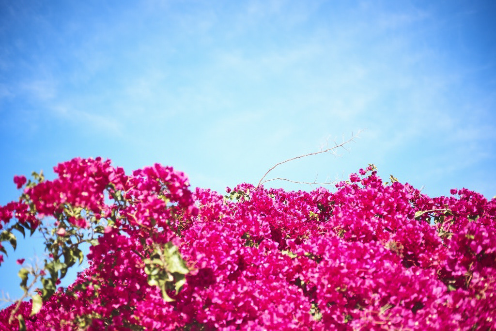 BOUGAINVILLEA
