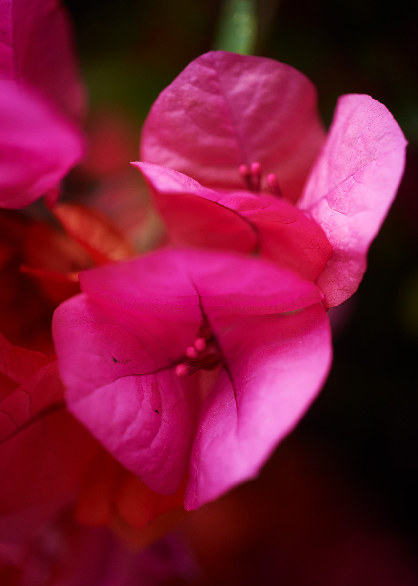 BOUGAINVILLEA