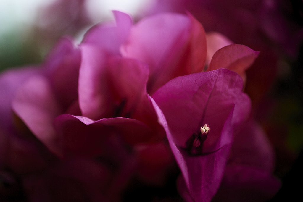 BOUGAINVILLEA