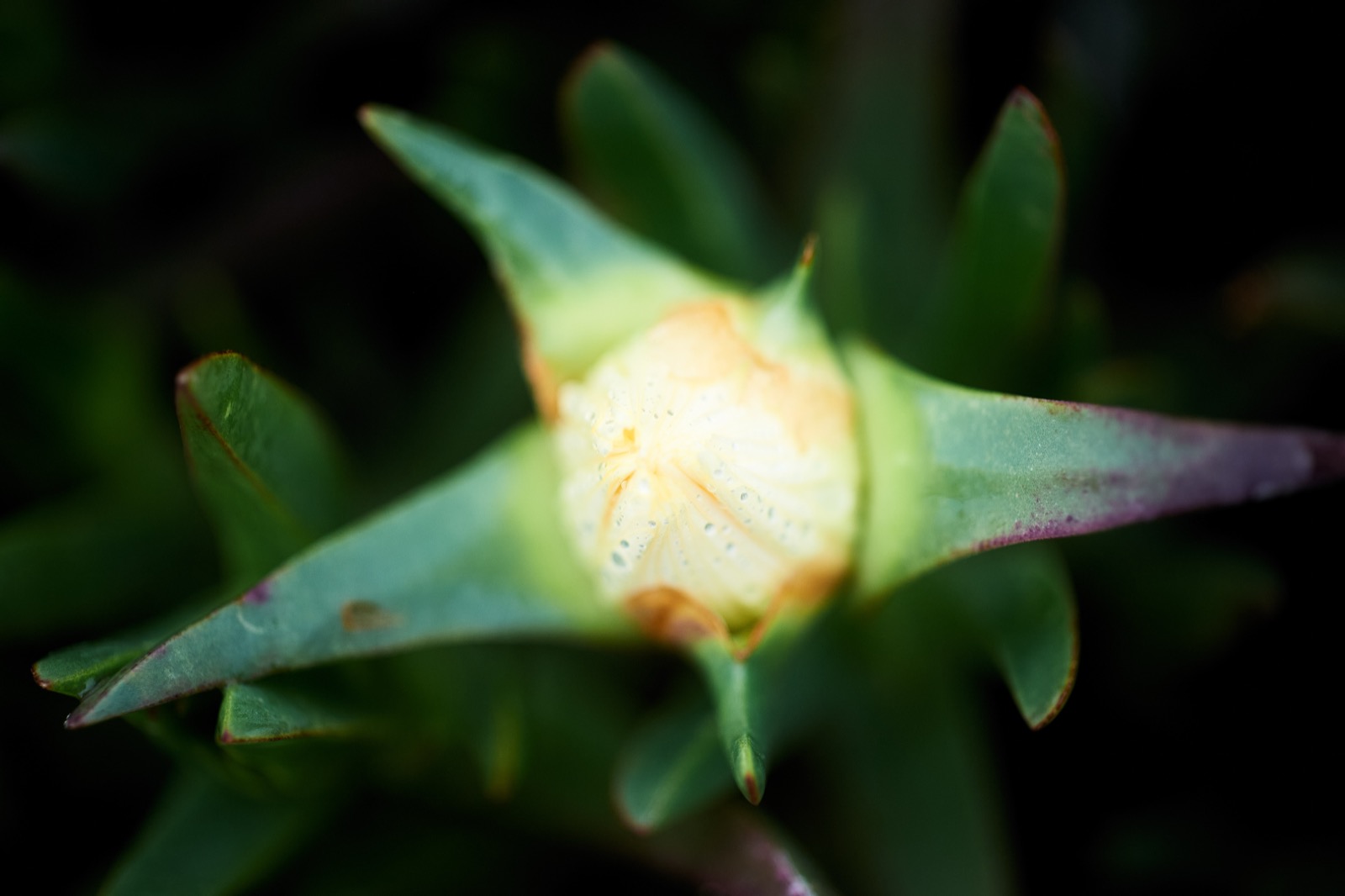Highway Ice Plant