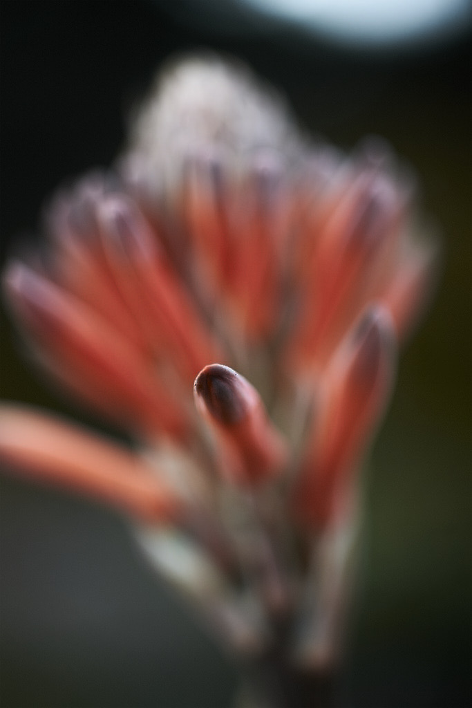 Candelabra Aloe