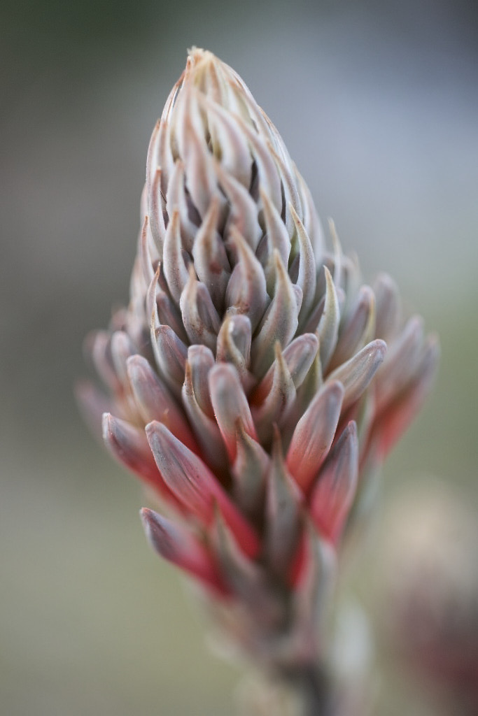 Candelabra Aloe