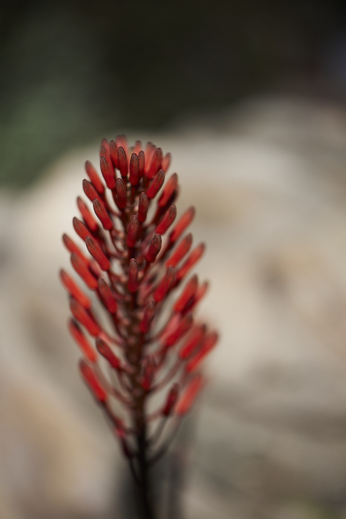 Candelabra Aloe