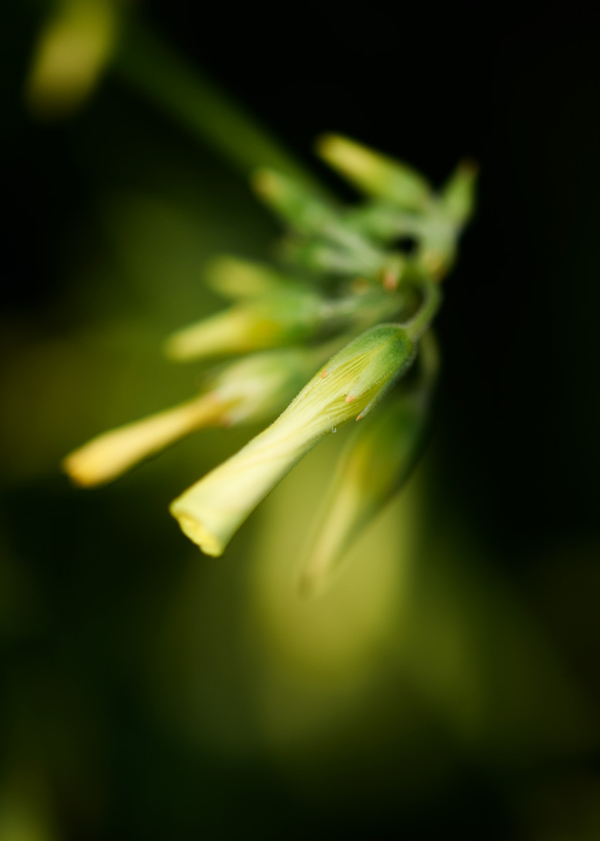 Bahama Buttercup (Oxalis)