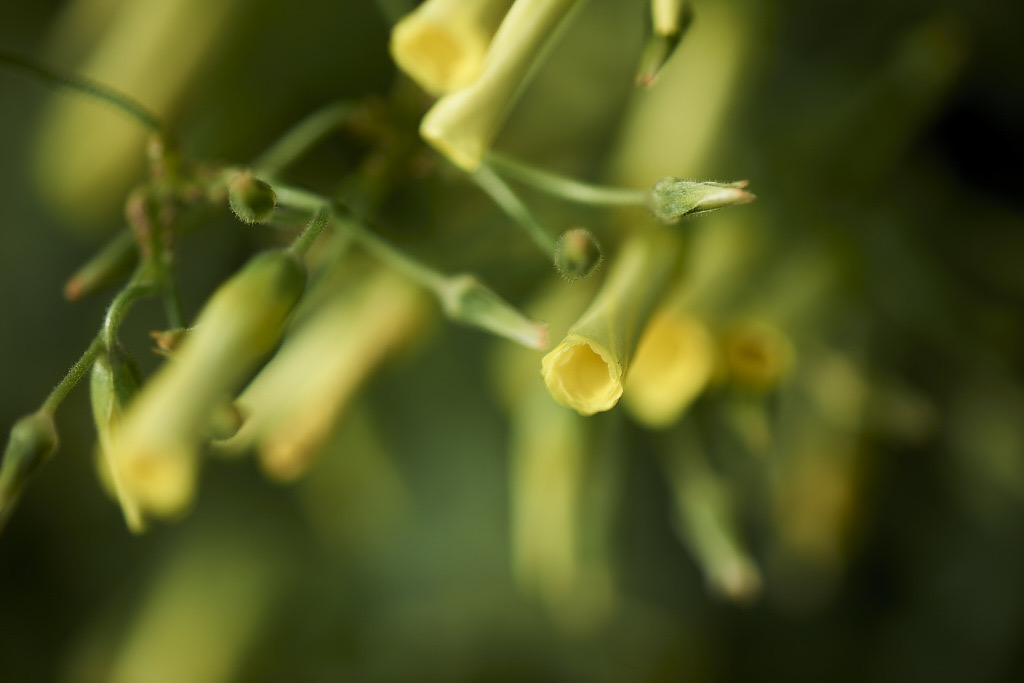 Bahama Buttercup (Oxalis)