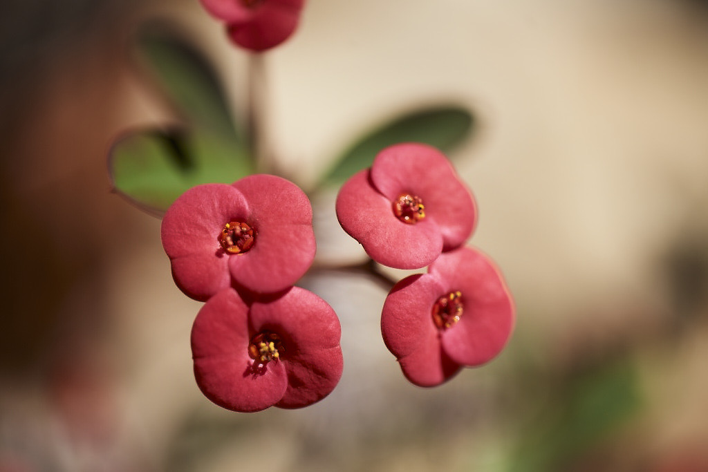 Crown of Thorns (Euphorbia)