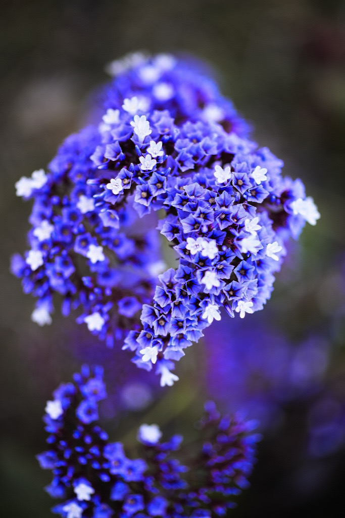 Perez's Sea Lavender