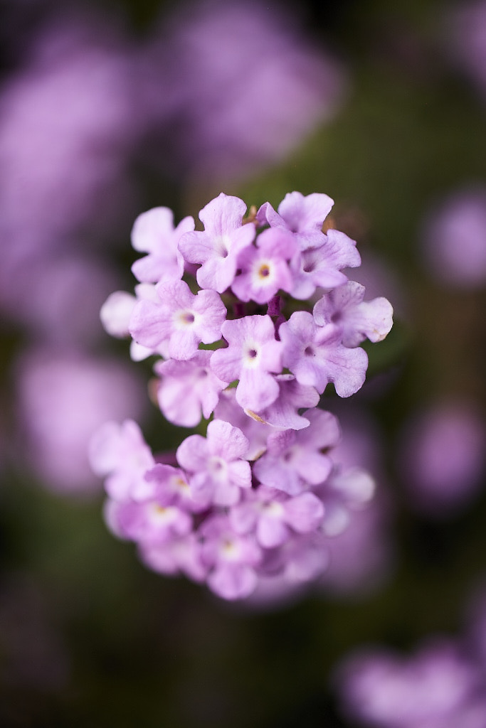 Trailing Lantana
