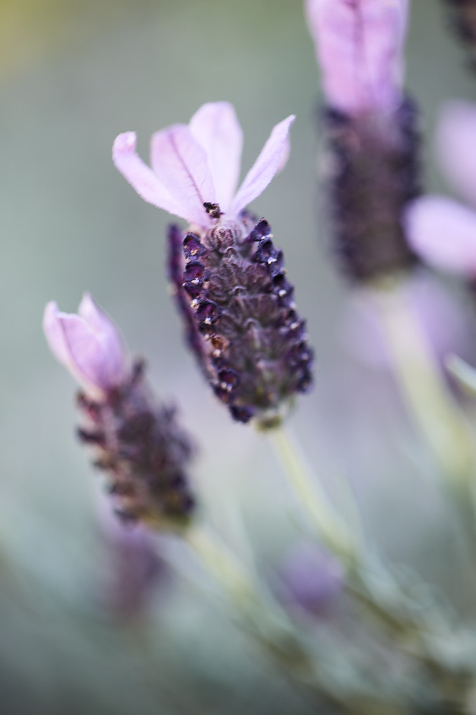 Topped Lavender