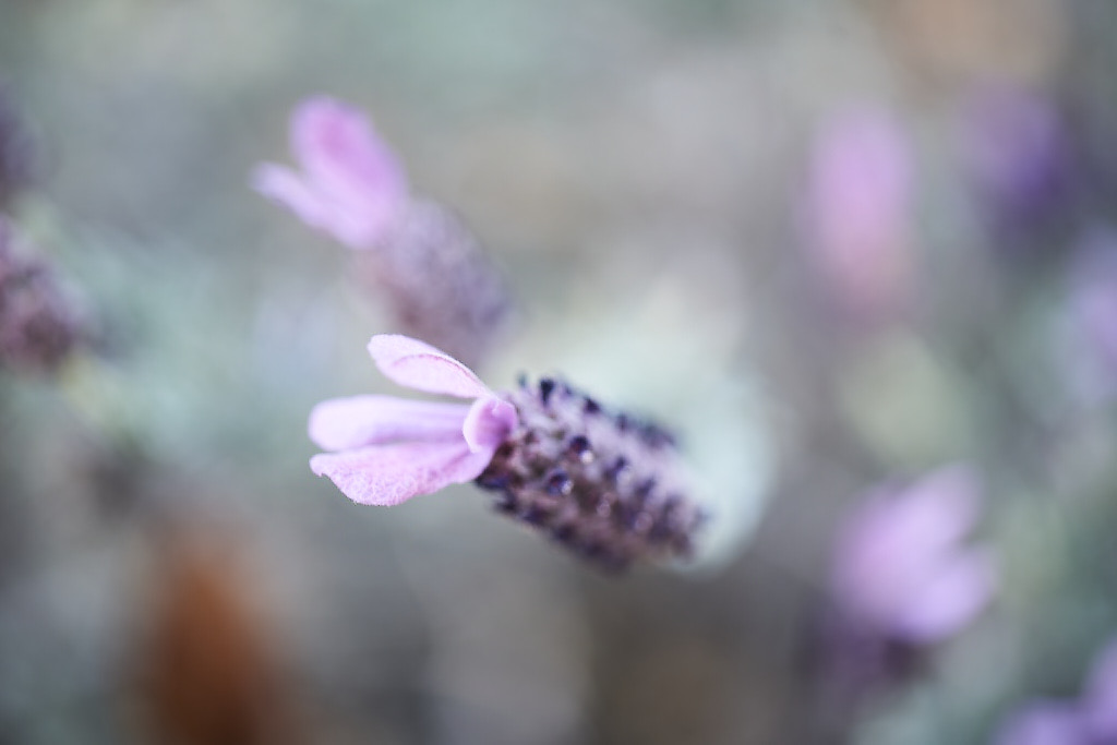 Topped Lavender