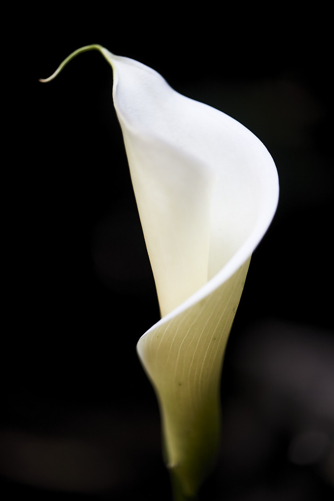 Calla Lily