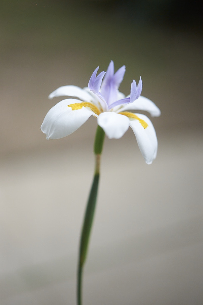 Wild Iris