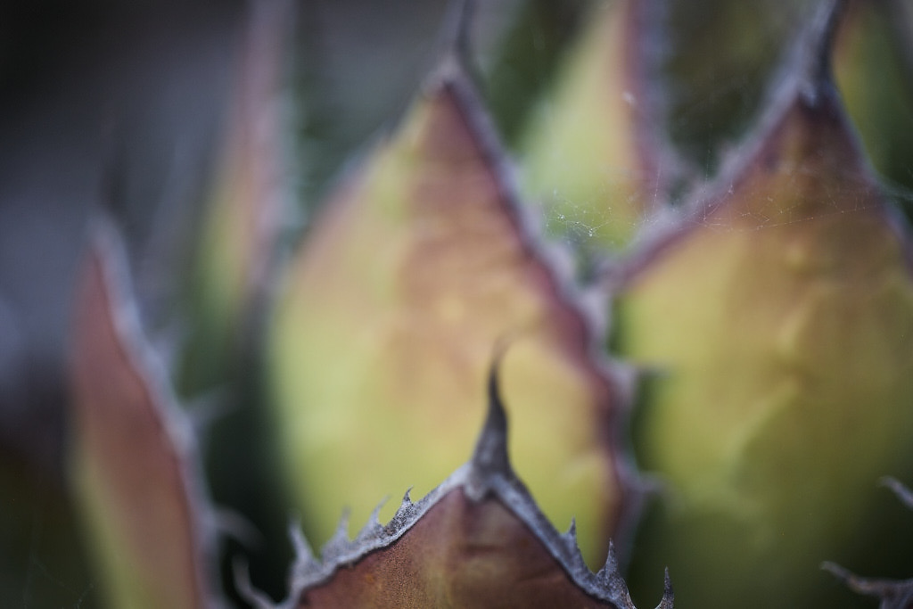 Shaw's Agave