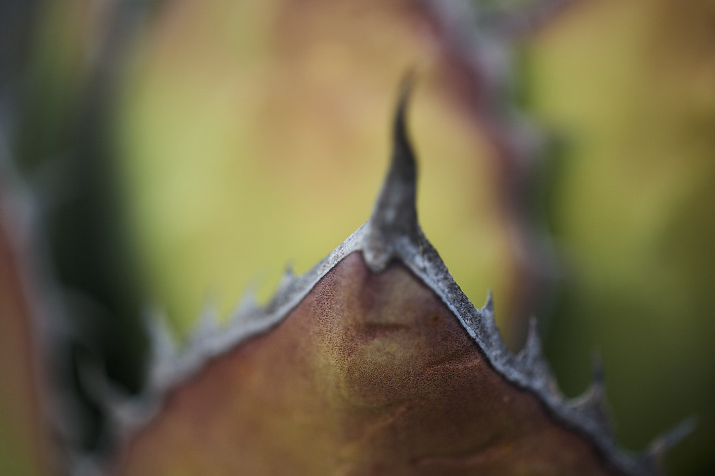 Shaw's Agave