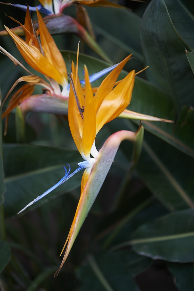 Bird of Paradise
