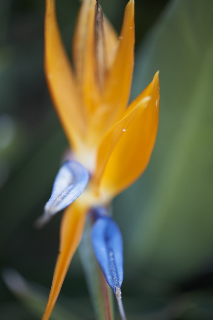 Bird of Paradise
